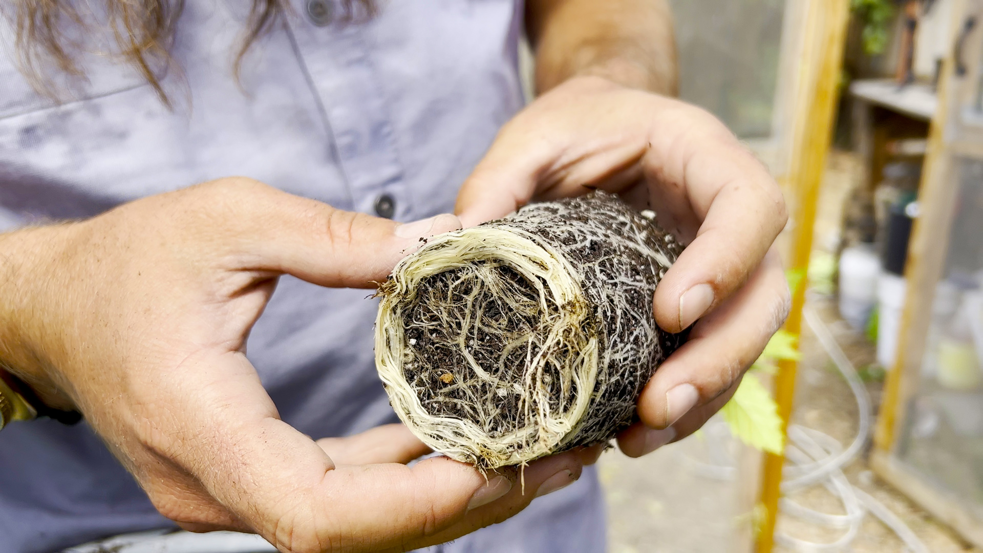 Cannabis roots illustrate the early growth differences between plants started from seeds and clones.
