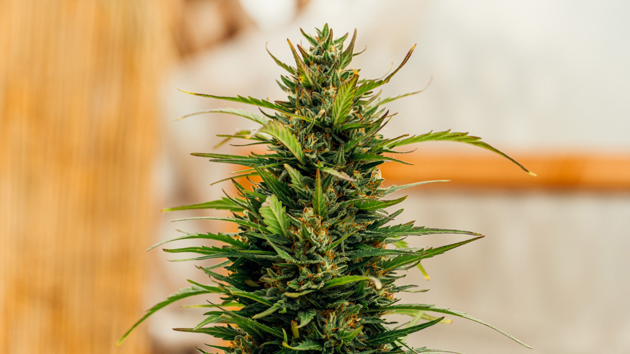 Flowering cannabis plants produce buds, pistils, and trichomes as they mature toward harvest.
