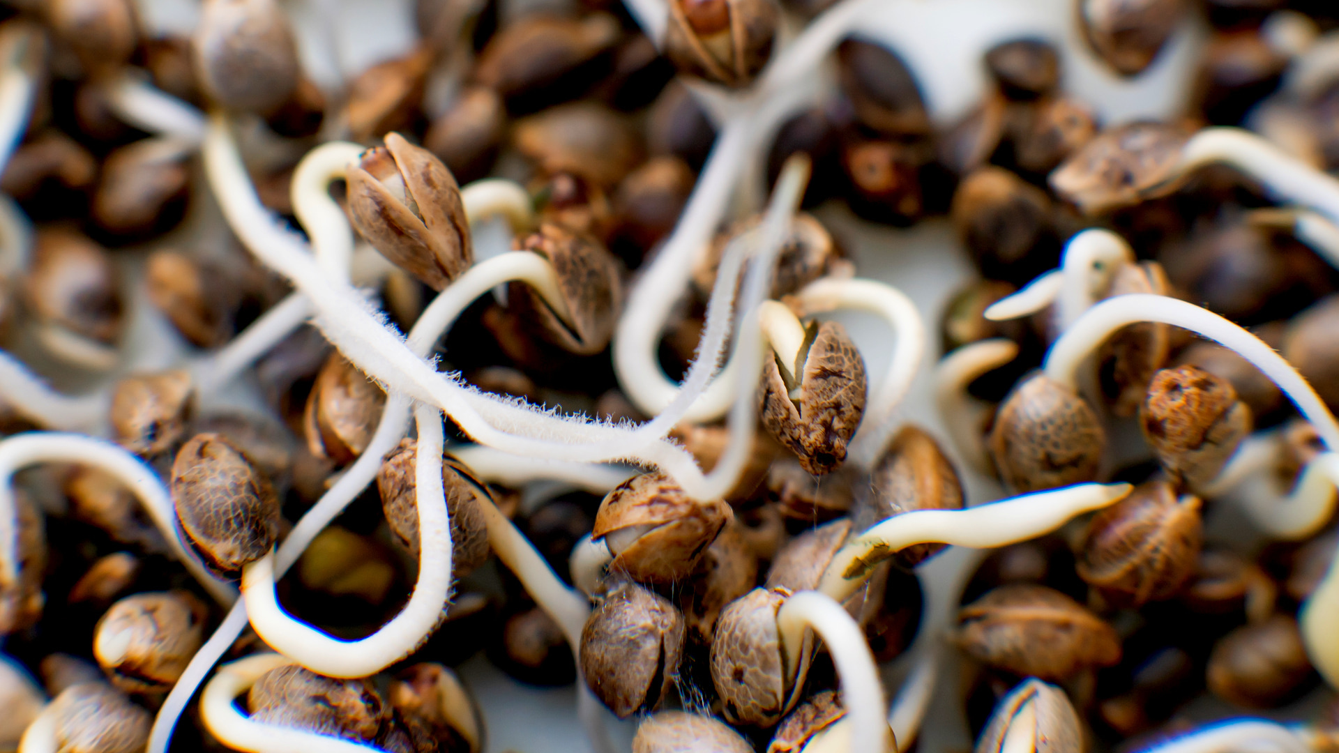 The cannabis life cycle begins when seeds sprout and develop their initial taproots.

