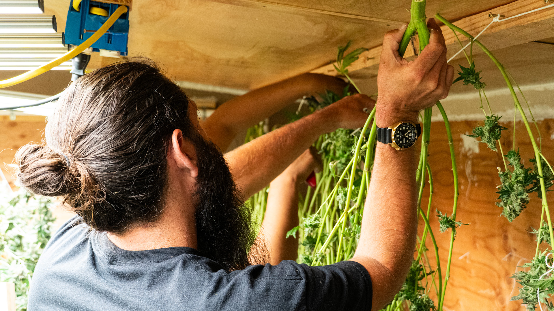 Freshly harvested cannabis drying before curing to preserve quality and prevent mold.

