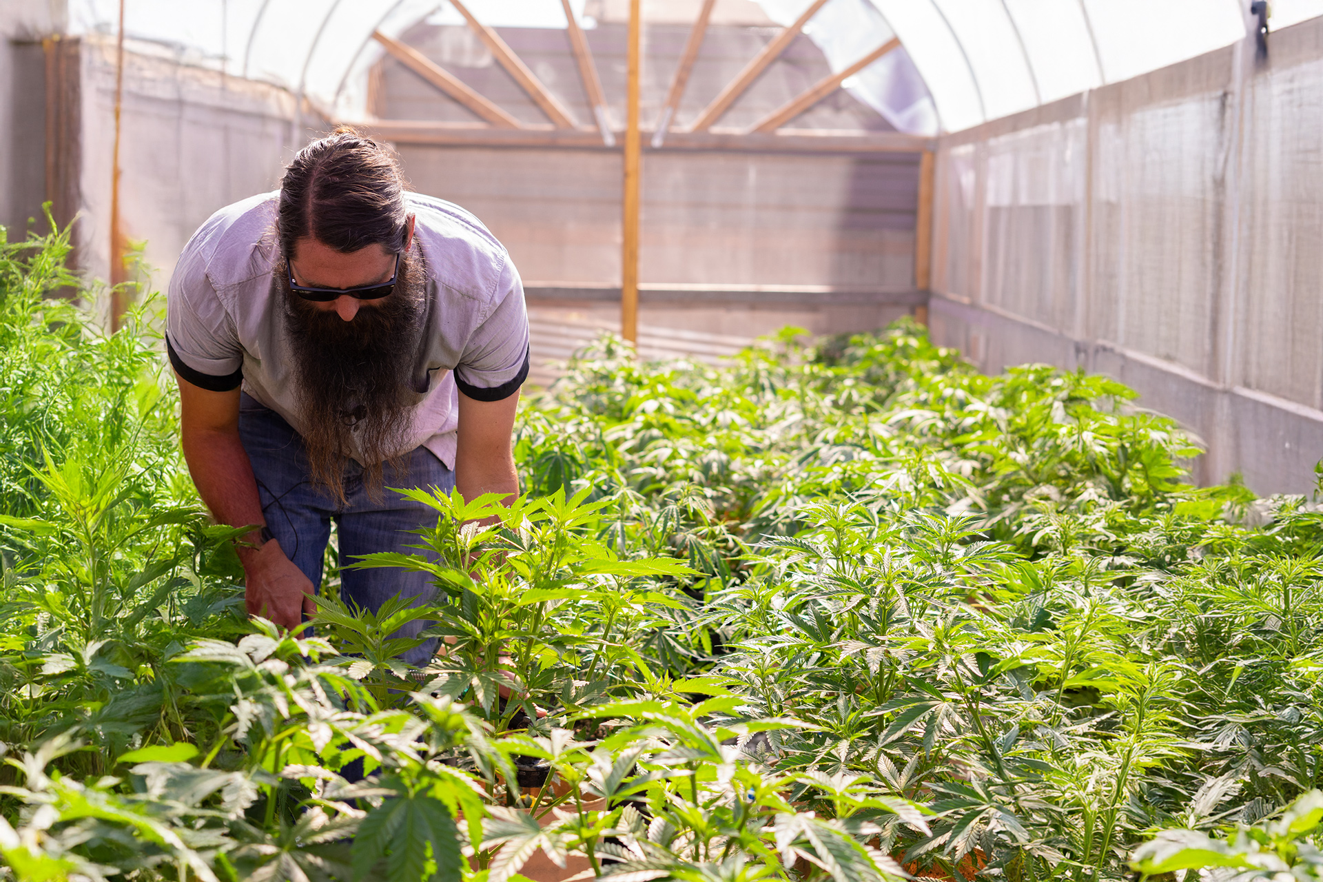 Growing marijuana outdoors requires attention to climate, sunlight exposure, and plant health.
