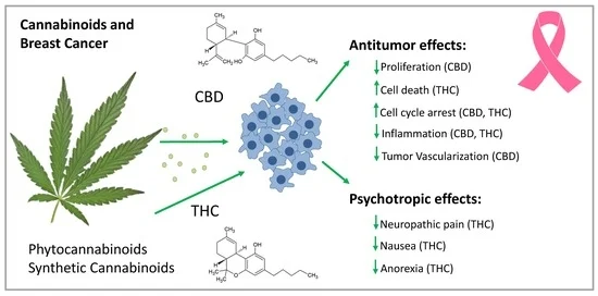 The Growing Role of Cannabis in Breast Cancer Care