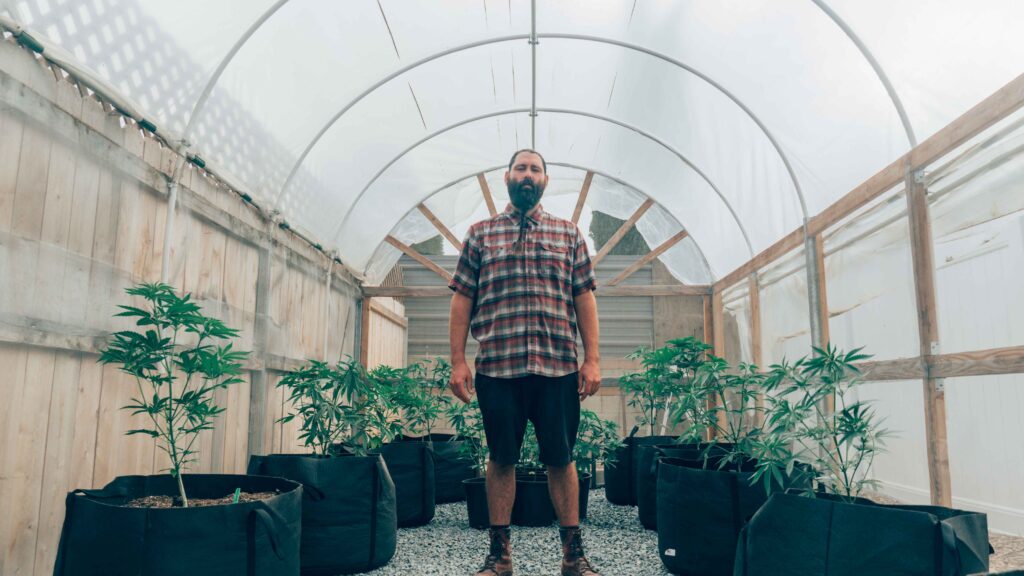 Monitoring cannabis plants throughout the grow cycle can help prevent pests, disease, and nutrient problems.

