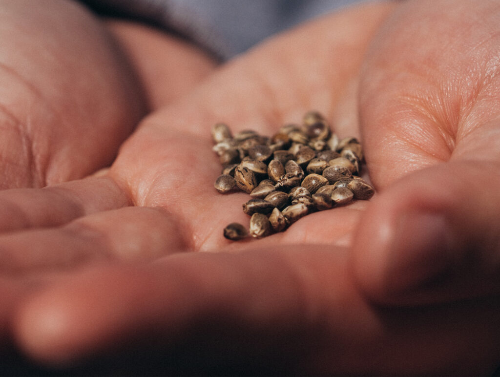 Why Choosing the Right Seed Bank Matters