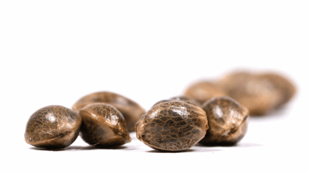How to Choose the Best Autoflower Cannabis Seeds