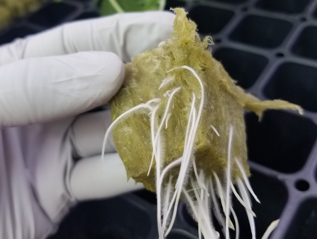 Meet Your Next Favorite Grow: Premium Cannabis Clones on…