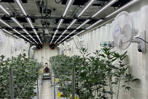 Cannabis Social Clubs