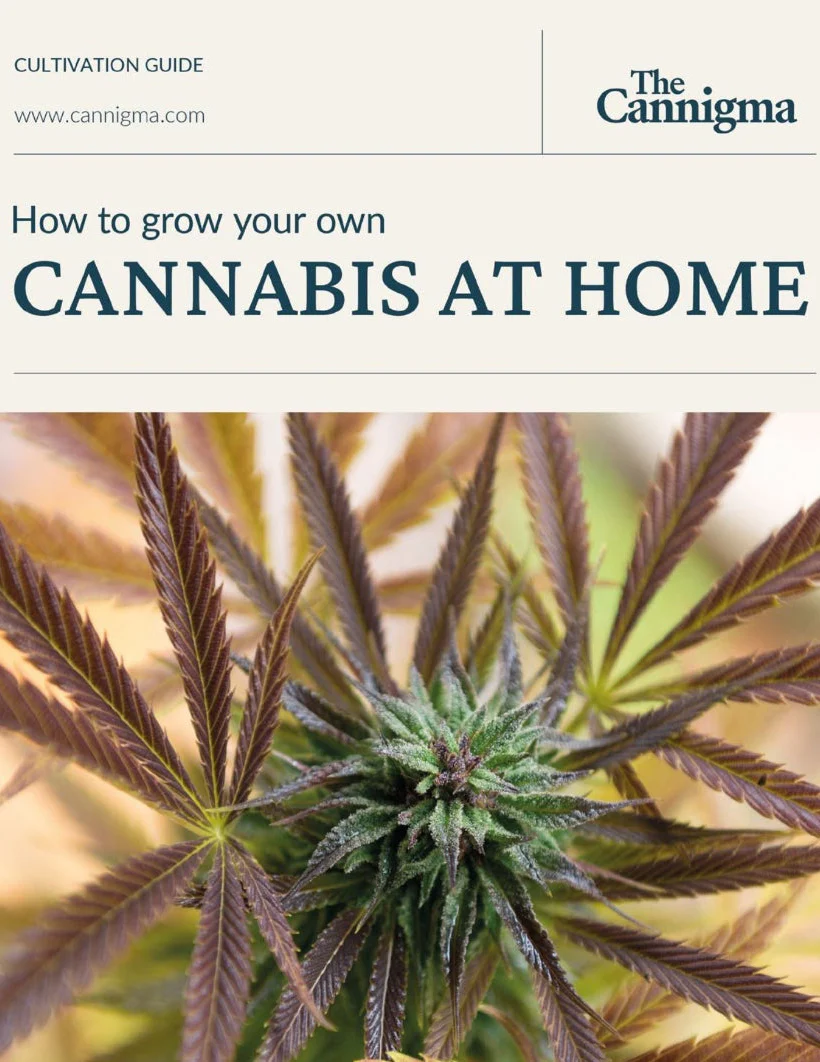 grow guide how to grow cannabis