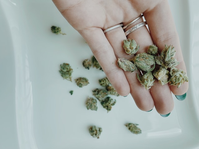 Women in Medical Cannabis: From Underground Caregivers to…