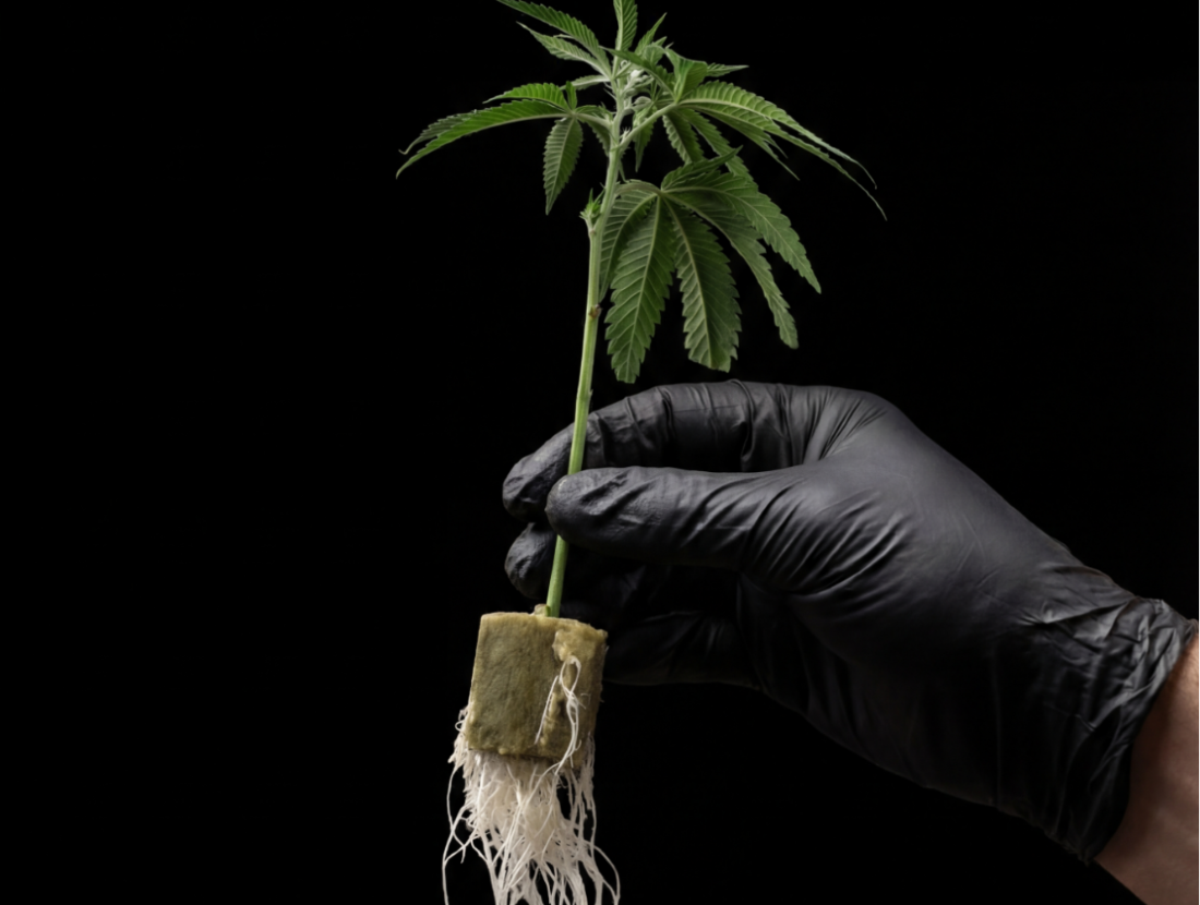 Rooting Gel vs. Rooting Powder: Which is Best for Cloning&hellip;