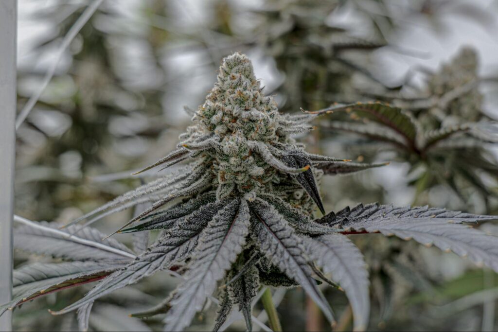 How to Clone Marijuana