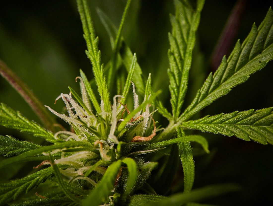 Plant Medicine Is Having Its Federal Moment, and Cannabis&hellip;