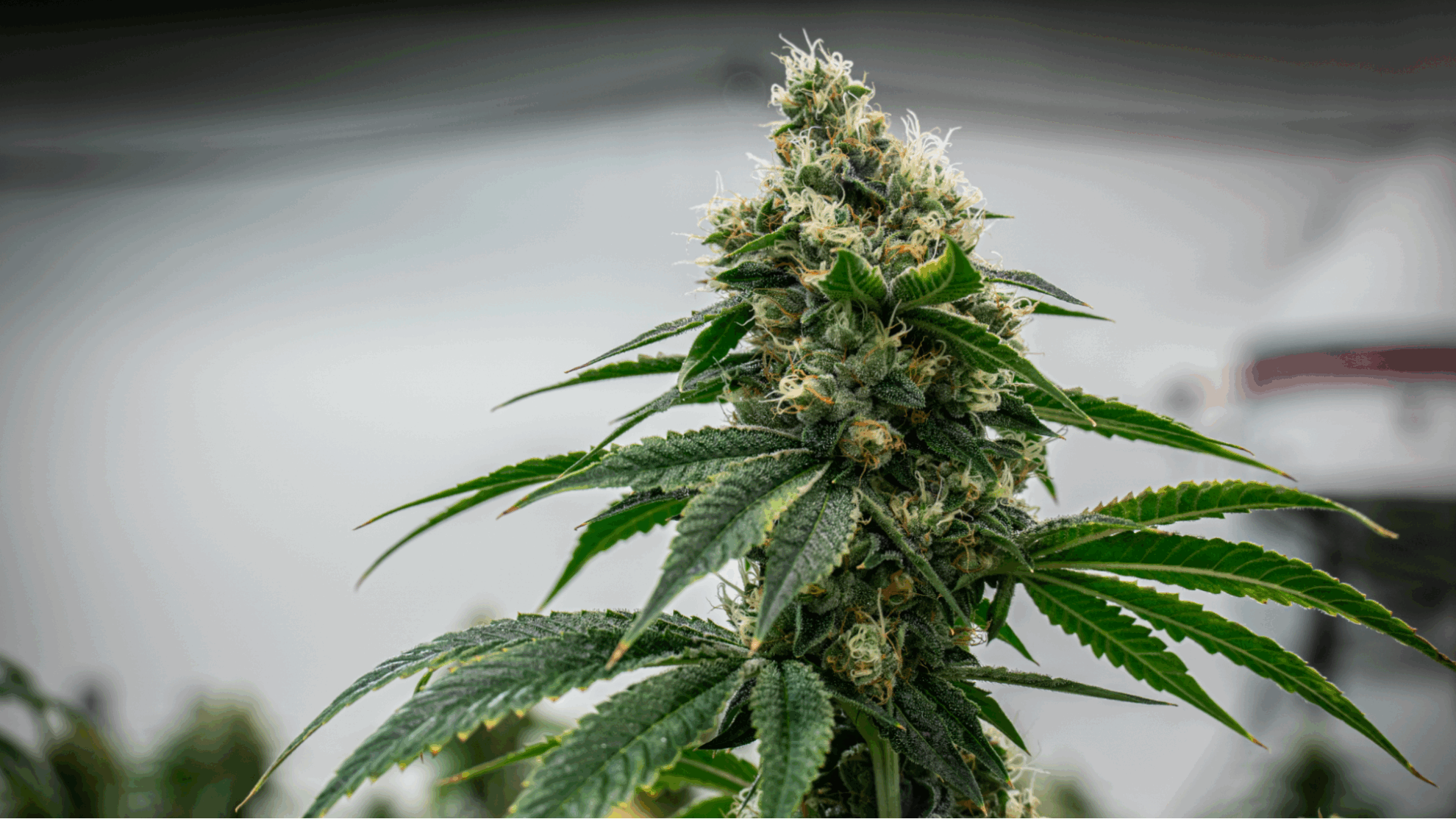 The Global Cannabis Science and Education Boom in 2026