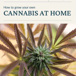 Cultivation Guide: How To Grow Your Own Cannabis At Home