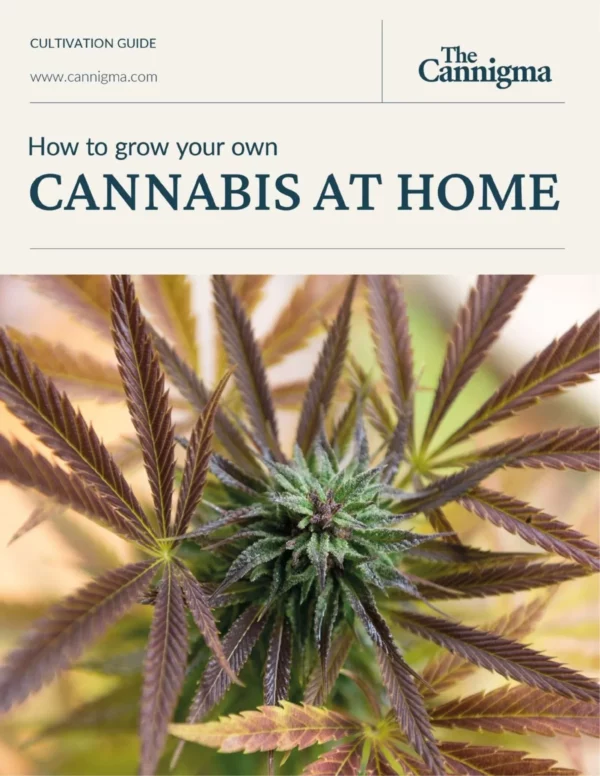 Cultivation Guide: How To Grow Your Own Cannabis At Home