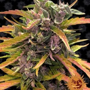 Gorilla Glue Auto Feminised Seeds