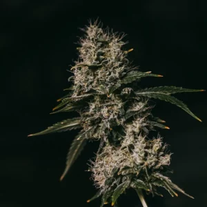 Strawberry Cough Seeds
