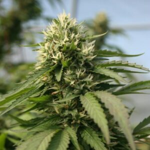 Blueberry Kush X Blackberry Kush Auto – Strng Seeds