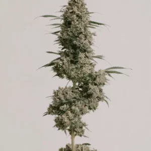 Afghan Seeds