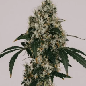 Bruce Banner Seeds