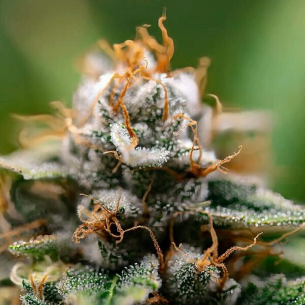 Gorilla Glue X Skywalker Og Auto – Strng Seeds