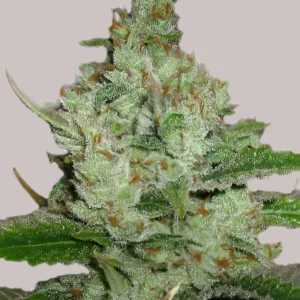 Hindu Kush Seeds