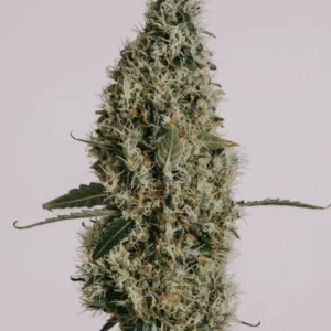 Northern Lights Seeds
