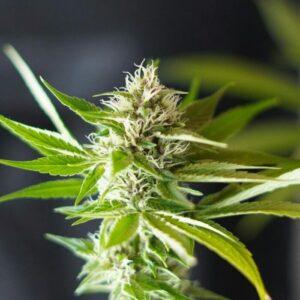 Blue Dream X Northern Lights Auto – Strng Seeds