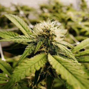 Pineapple Express X Super Lemon Haze Auto – Strng Seeds