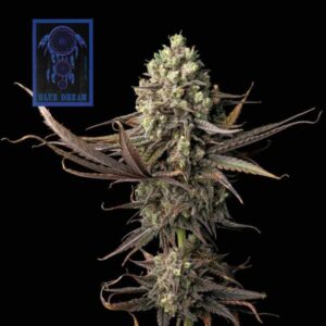 Blue Dream Feminized Seeds