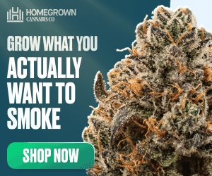 Homegrown Cannabis Co — Grow what you actually want to smoke