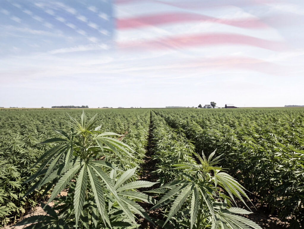 What Lies Ahead for America’s Hemp Industry?