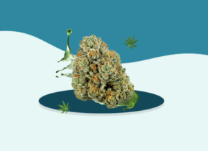 THCa Flower