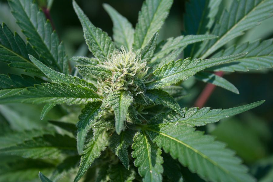 Close-up photo of a developing cannabis bud.