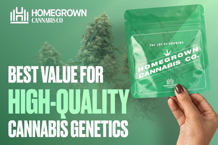 Best value for high-quality cannabis genetics