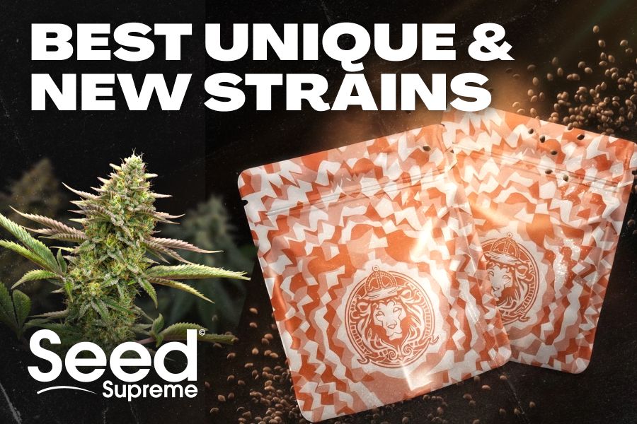 Best unique and new strains